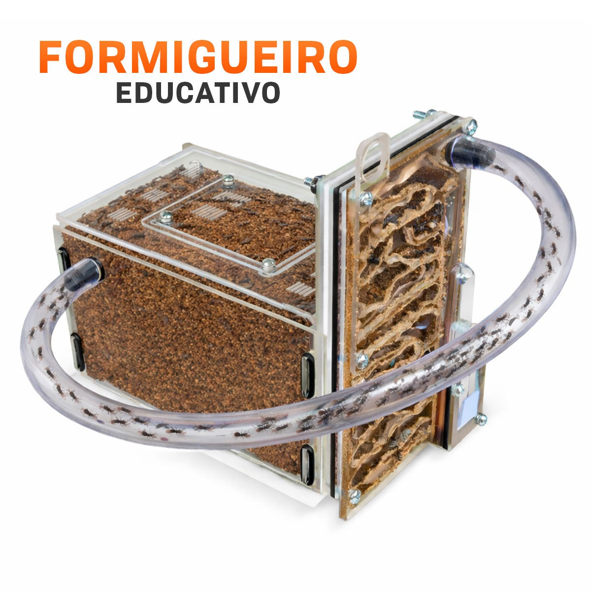 Formigueiro Formiga Ninho Criação Brinquedo Educativo