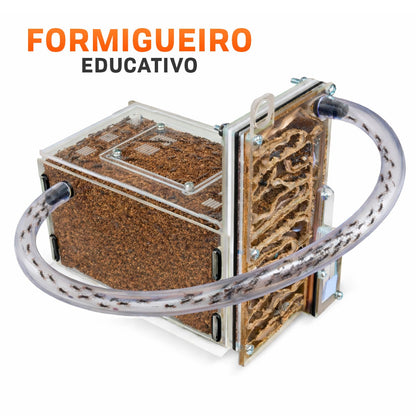 Formigueiro Formiga Ninho Criação Brinquedo Educativo