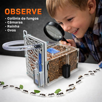 Kit 2 Un Formigueiro Educativo Formiga Ninho Criação Brinquedo Educativo