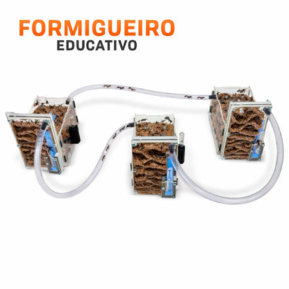 Kit 2 Un Formigueiro Educativo Formiga Ninho Criação Brinquedo Educativo