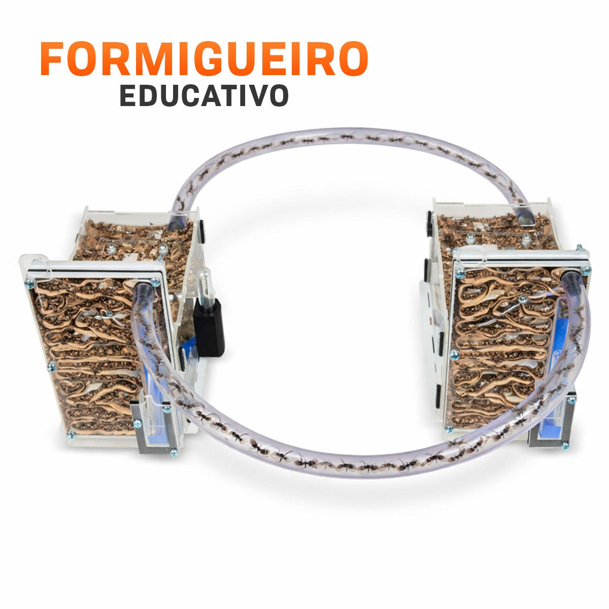 Kit 2 Un Formigueiro Educativo Formiga Ninho Criação Brinquedo Educativo