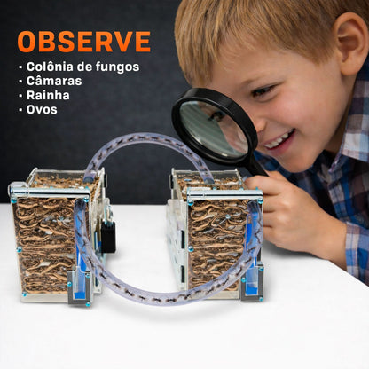 Kit 2 Un Formigueiro Educativo Formiga Ninho Criação Brinquedo Educativo