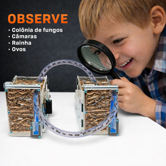 Kit 2 Un Formigueiro Educativo Formiga Ninho Criação Brinquedo Educativo